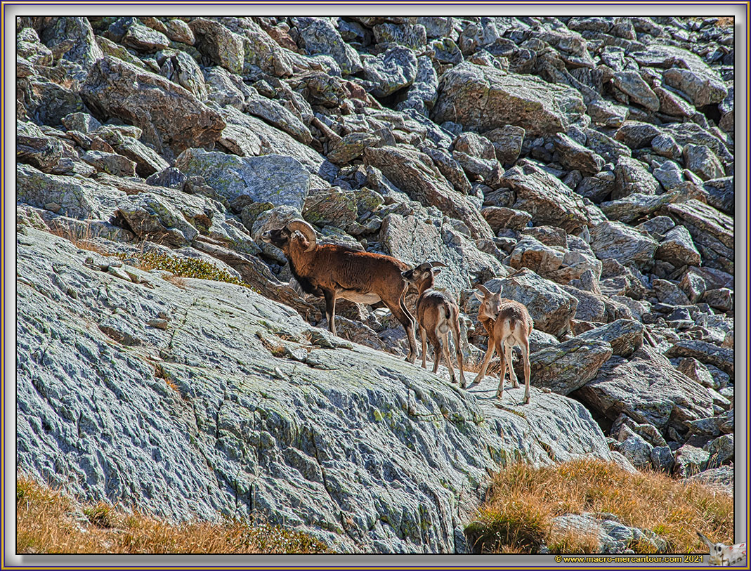 MOUFLONS